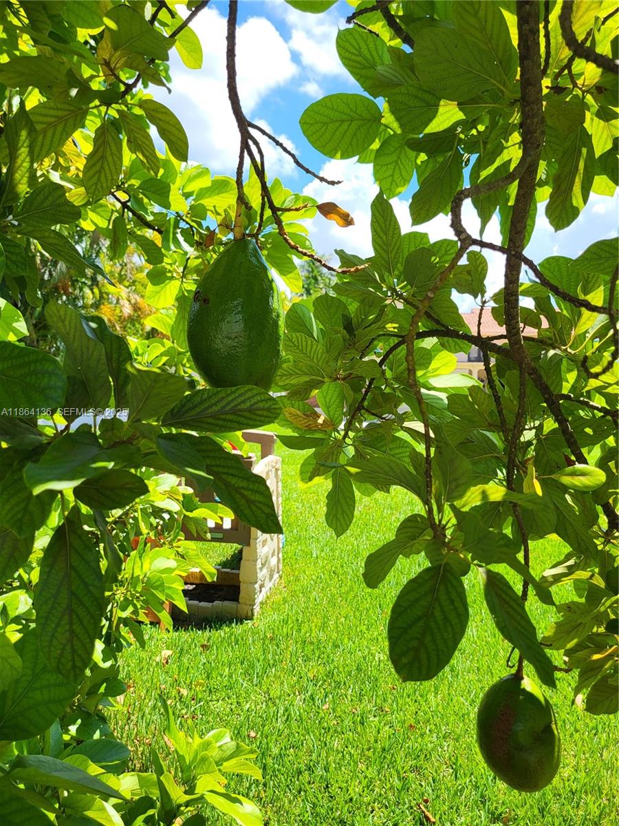 2930 Southwest 129th Avenue Miami, FL 33175 - Photo 65 of 66 Avocado tree