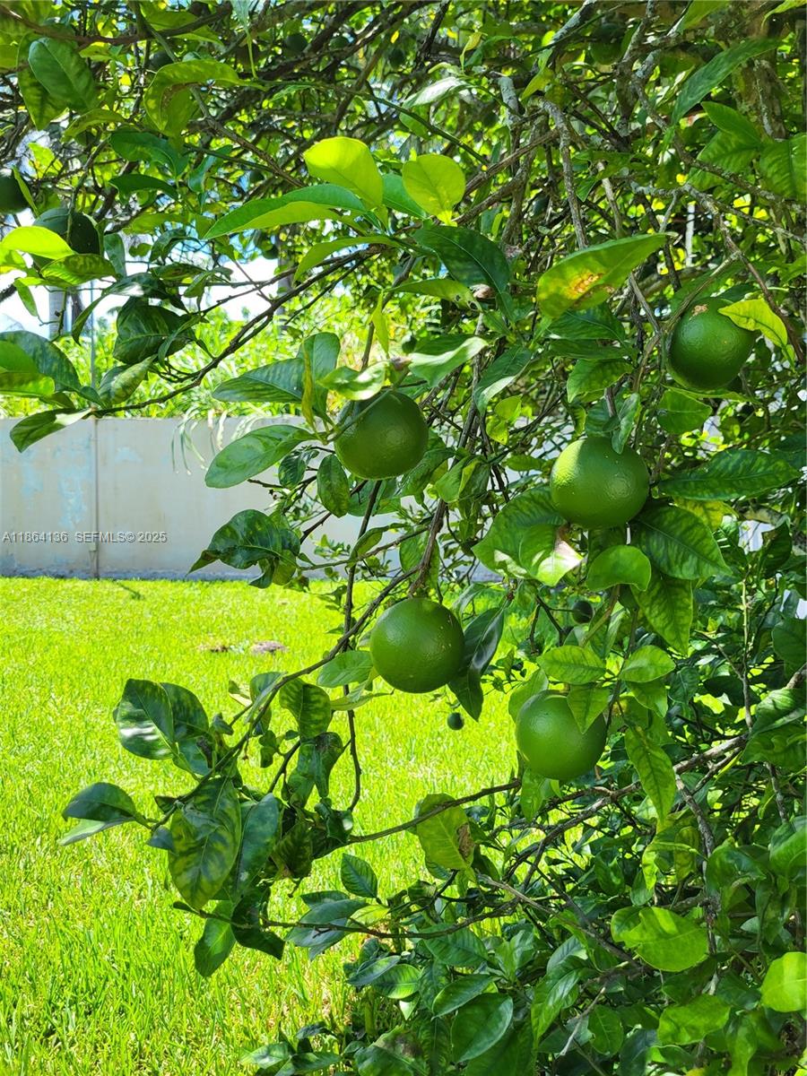 2930 Southwest 129th Avenue Miami, FL 33175 - Photo 66 of 66 Lime tree