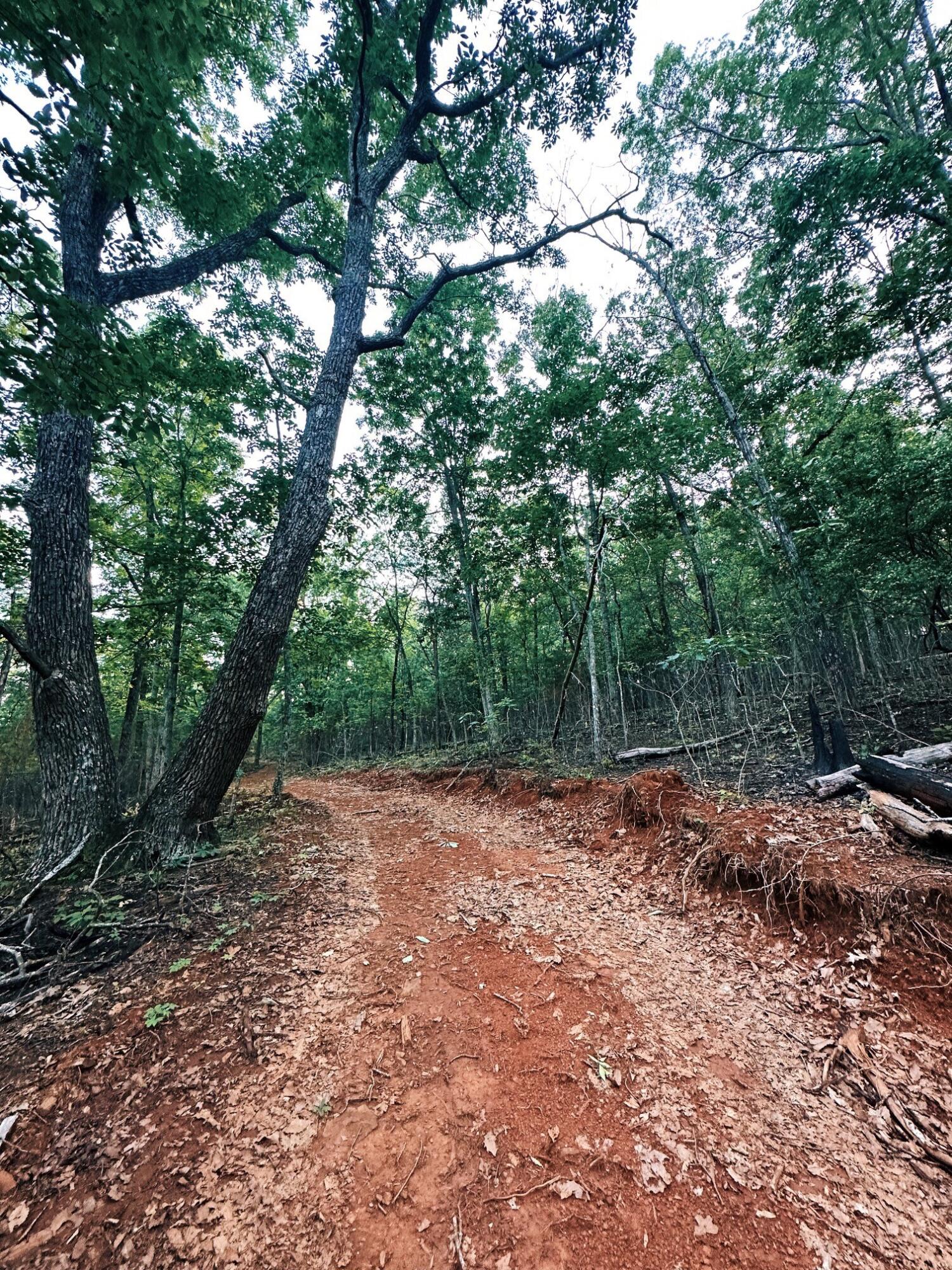 10.24-ac Taylors Ridge Road Ringgold, GA 30736 - Photo 9 of 10 path carved in