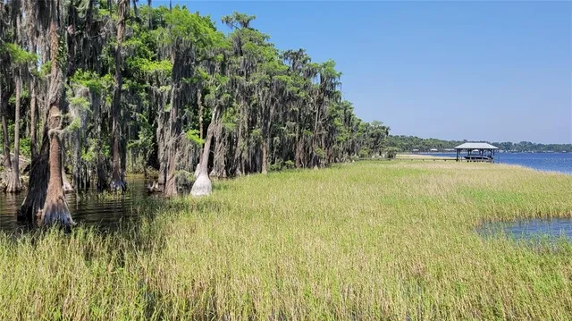 a view of a yard with plants