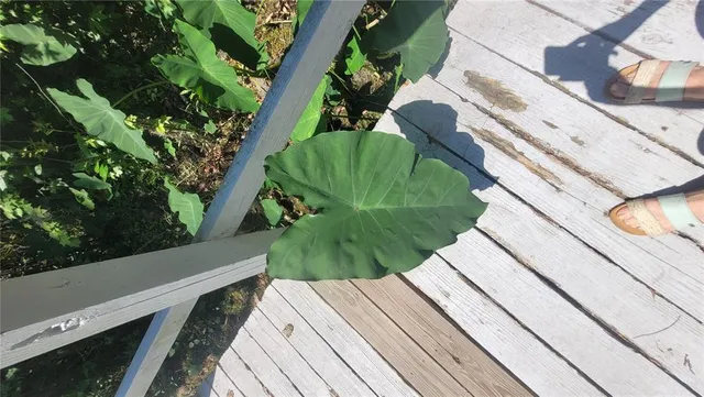 a view of a field with trees in the background