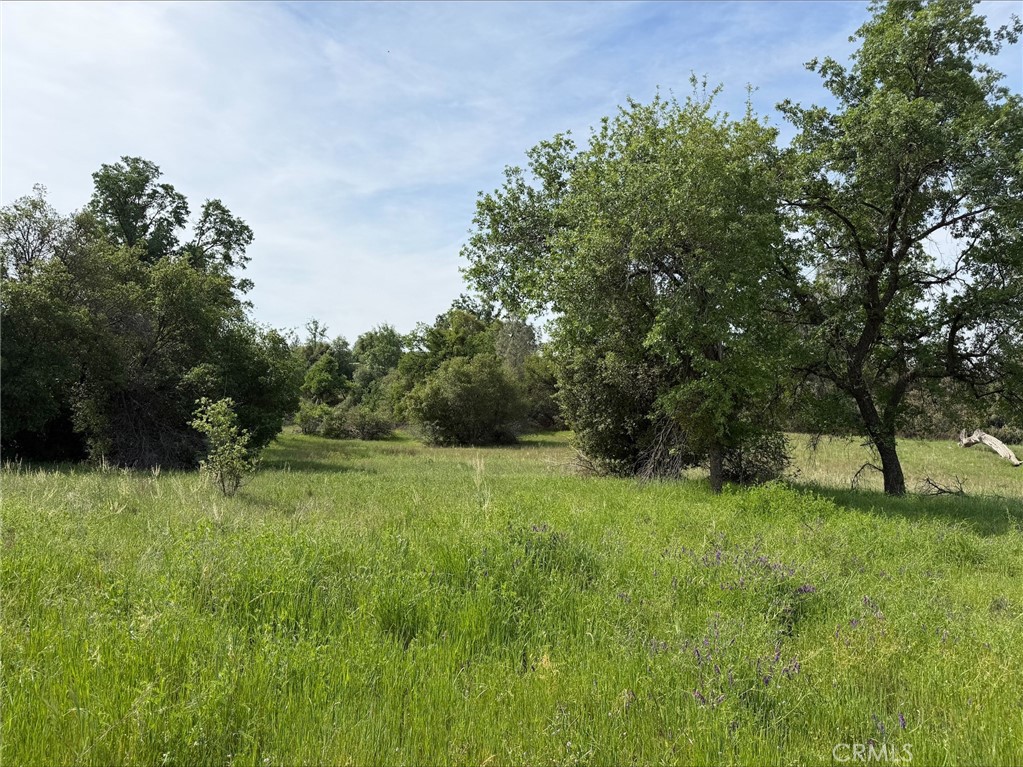 5-acres Mountain Springs Road North Fork, CA 93643 - Photo 3 of 8 a view of field with trees in the background