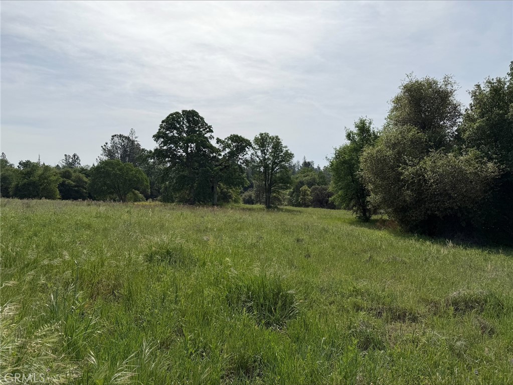 5-acres Mountain Springs Road North Fork, CA 93643 - Photo 4 of 8 a view of a green field