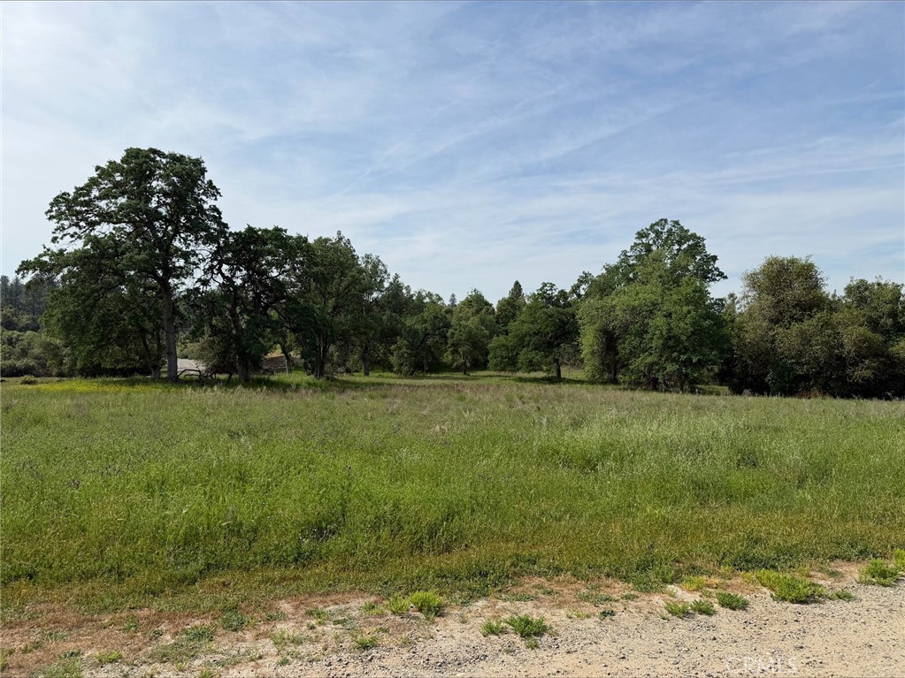 5-acres Mountain Springs Road North Fork, CA 93643 - Photo 5 of 8 a view of a field of grass and trees