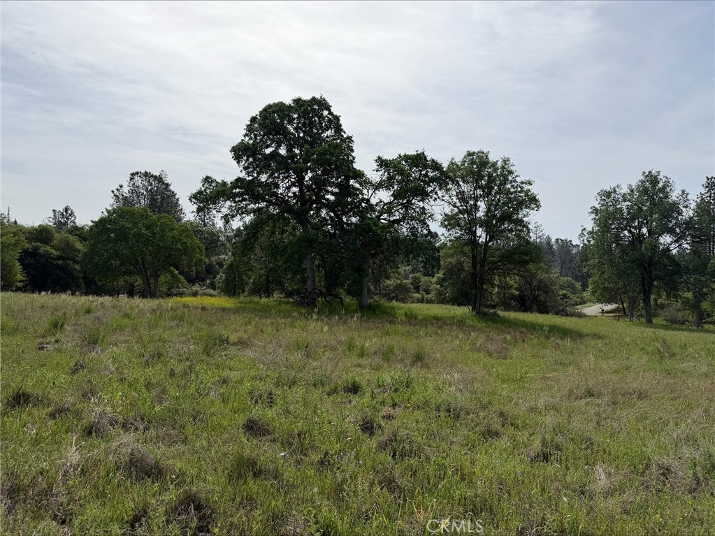 5-acres Mountain Springs Road North Fork, CA 93643 - Photo 7 of 8 a view of a field with trees in the background