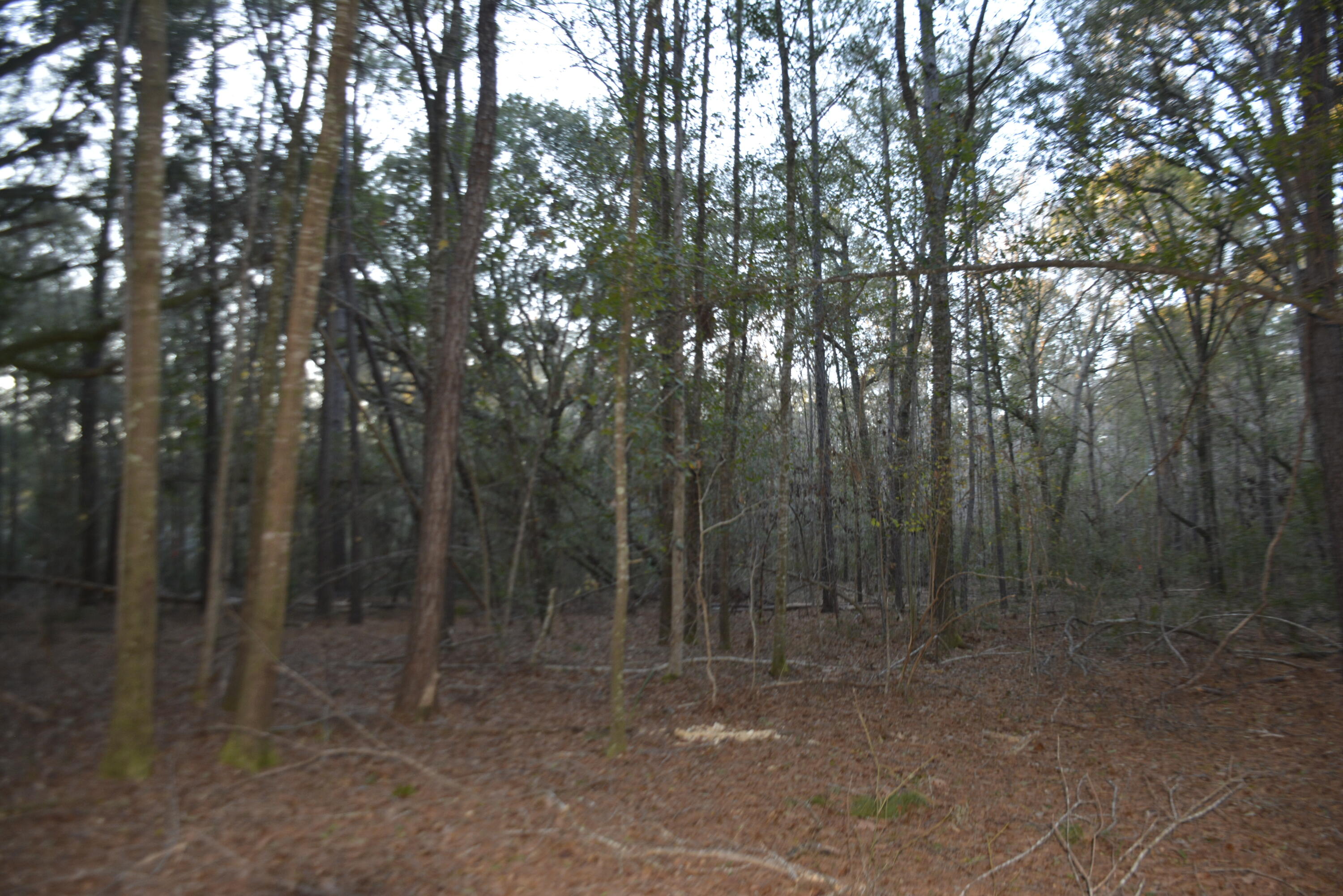 0 Red House Road, Unit LOT 1 Edisto Island, SC 29438 - Photo 6 of 7 _DSC7878