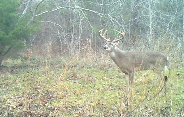 a vase of flowers sitting on a table