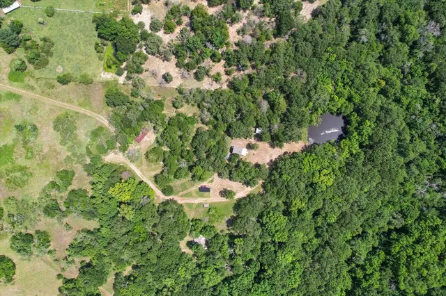 a close up of a plant in a garden