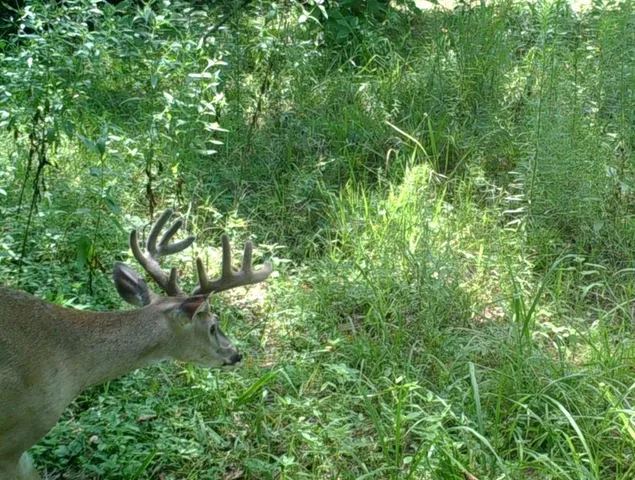 a backyard of a house with lots of green space and a fountain