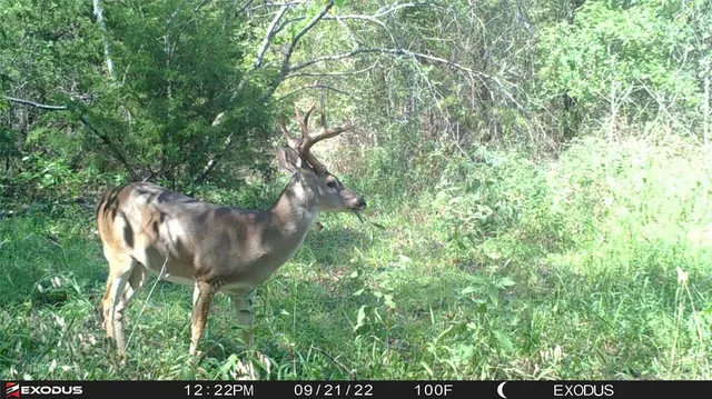 a view of a tree in a yard