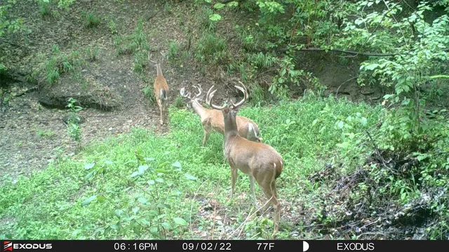 a view of a garden from a house