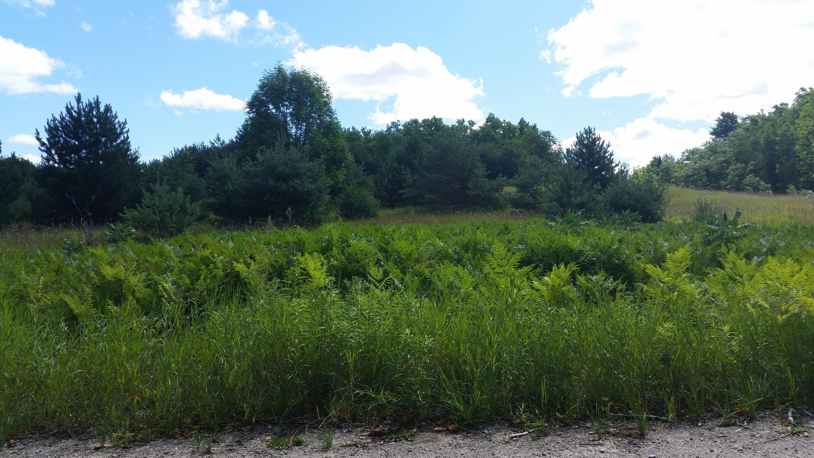 0 Rondo Road Wolverine, MI 49799 - Photo 26 of 41 Gallery Image 26