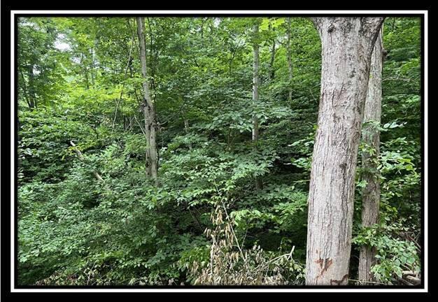 1330 Whetstone Road Bainbridge, OH 45612 - Photo 21 of 35 image021
