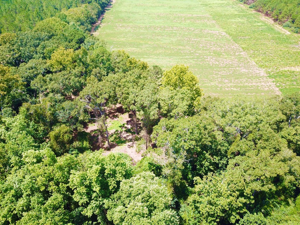 19-acres Summer Road Slocomb, AL 36375 - Photo 11 of 22
