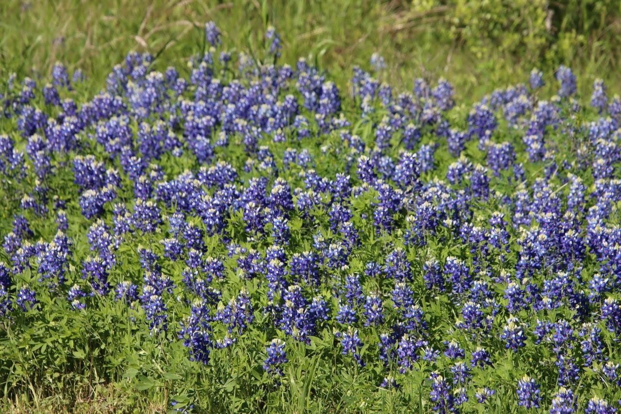 0 Chappell Reserve Drive Washington, TX 77880 - Photo 1 of 12 a view of a flower