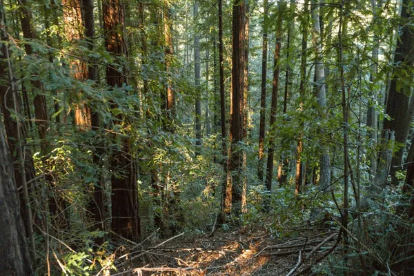 a view of forest