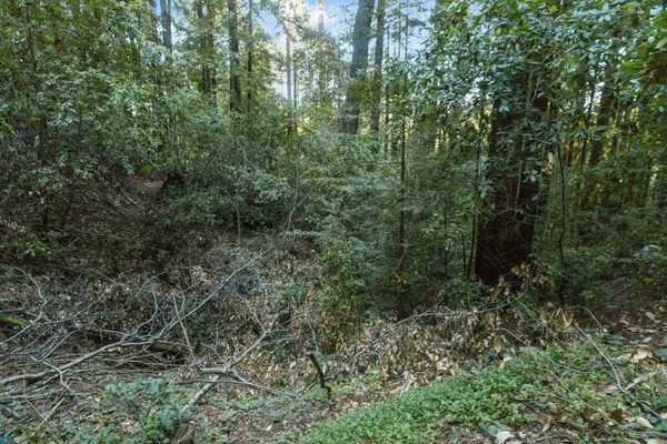 a view of a lush green forest