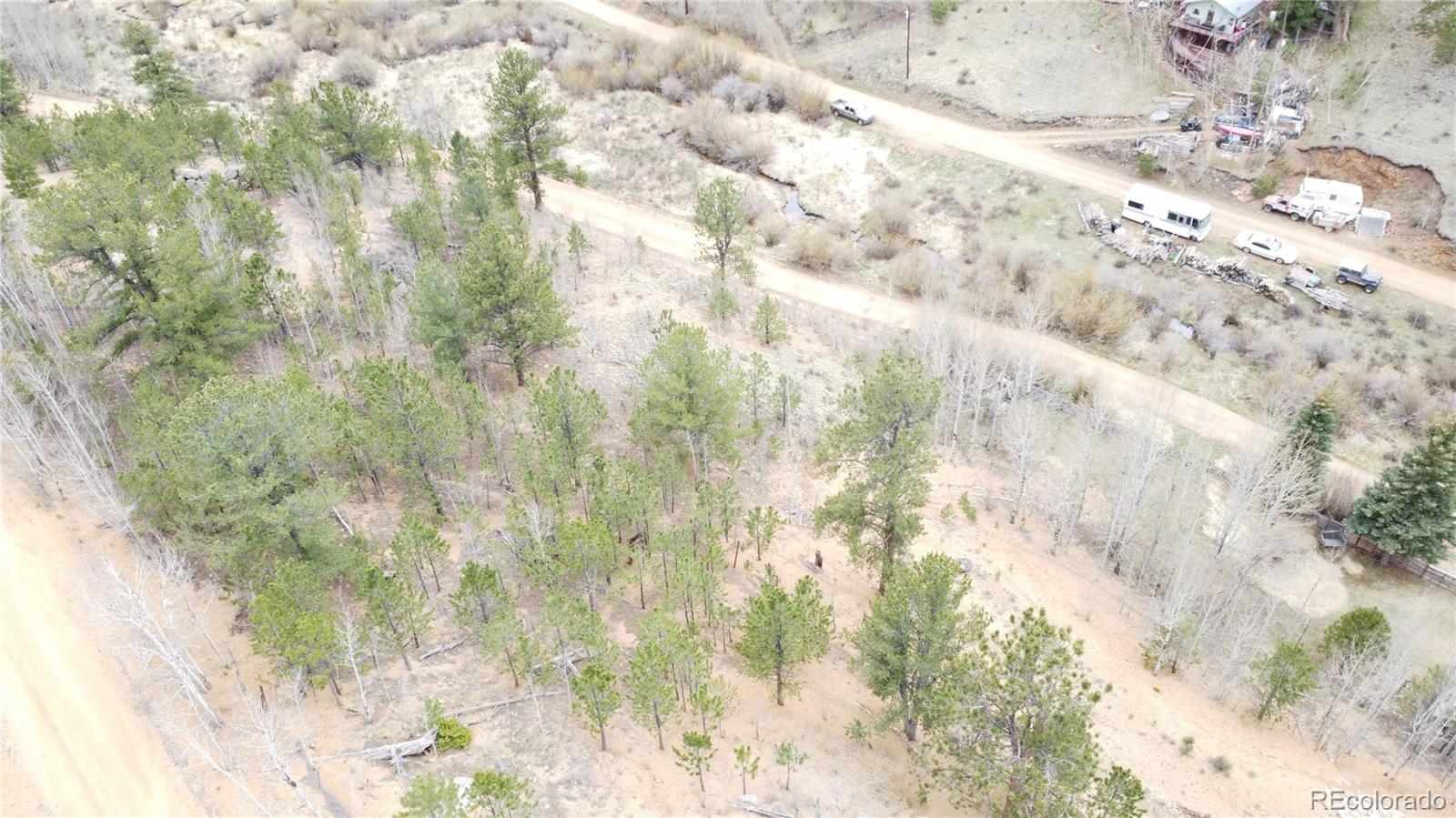 381 Neish Street Bailey, CO 80421 - Photo 11 of 13 a close up of a plant in a granite