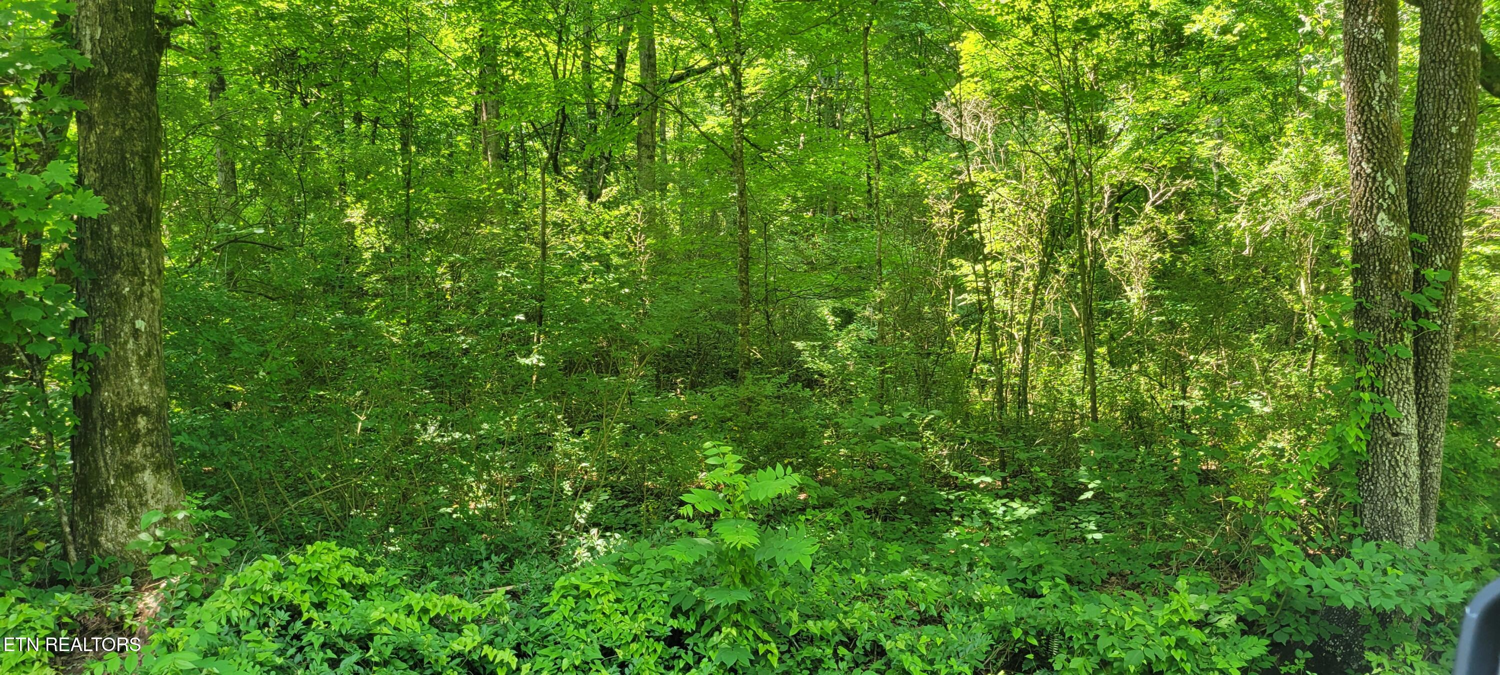 Unicoi Church Road Tellico Plains, TN 37385 - Photo 4 of 7 1000016724