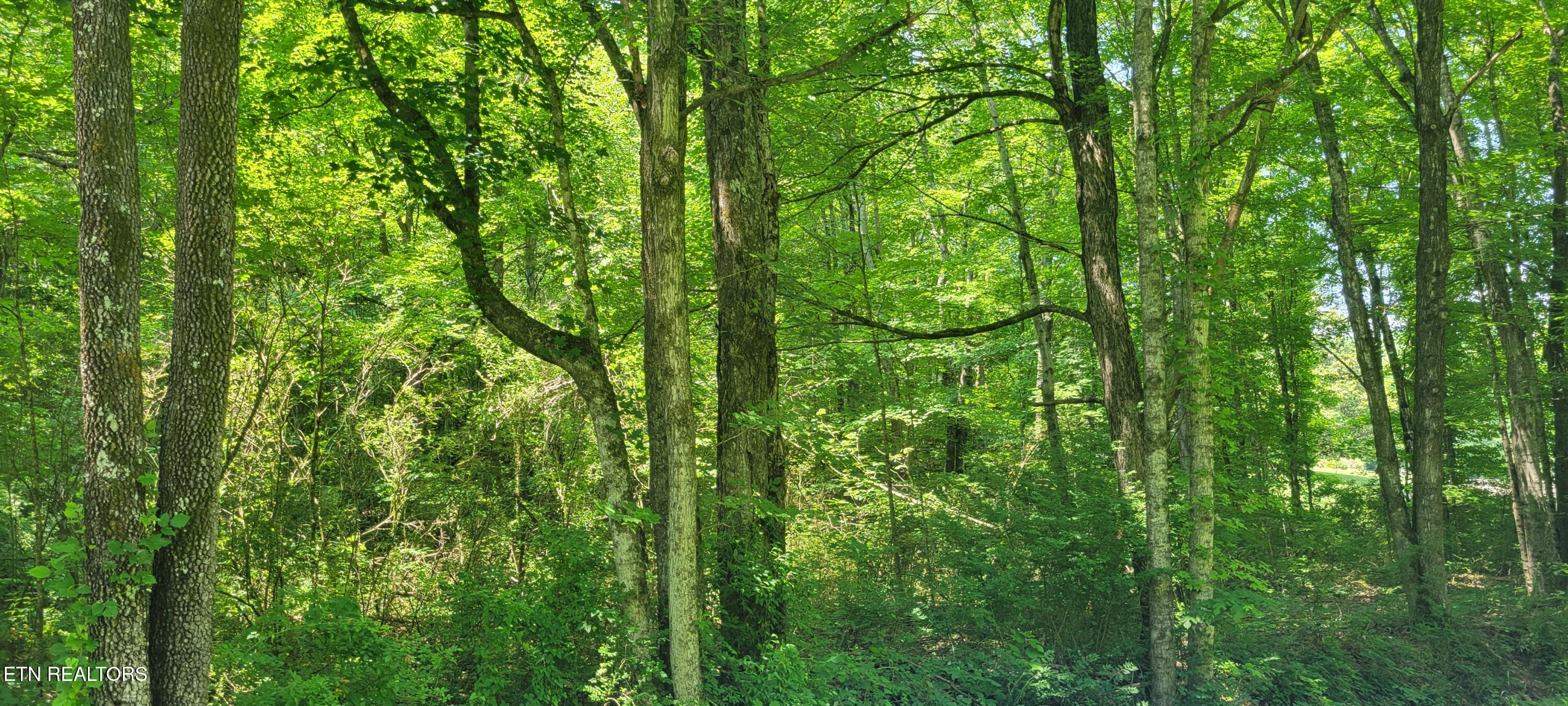 Unicoi Church Road Tellico Plains, TN 37385 - Photo 5 of 7 1000016725