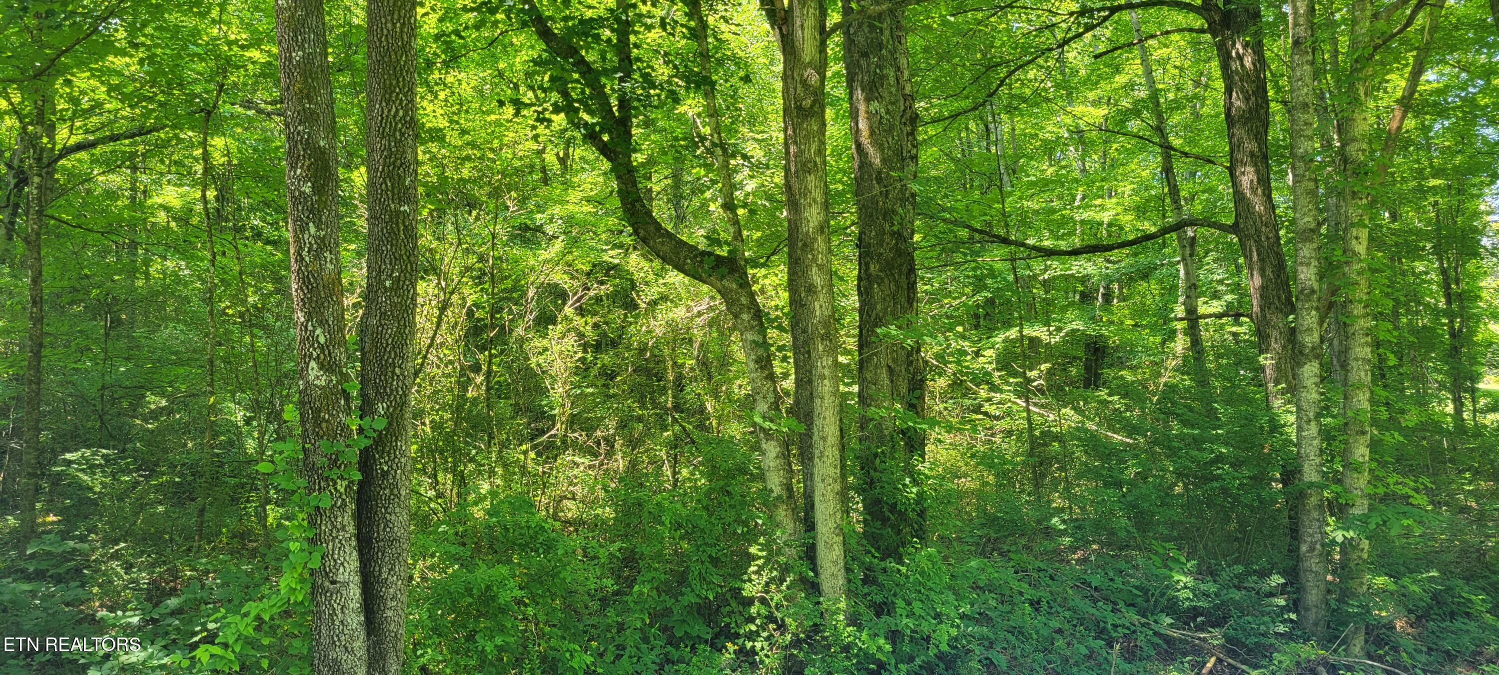 Unicoi Church Road Tellico Plains, TN 37385 - Photo 6 of 7 1000016726