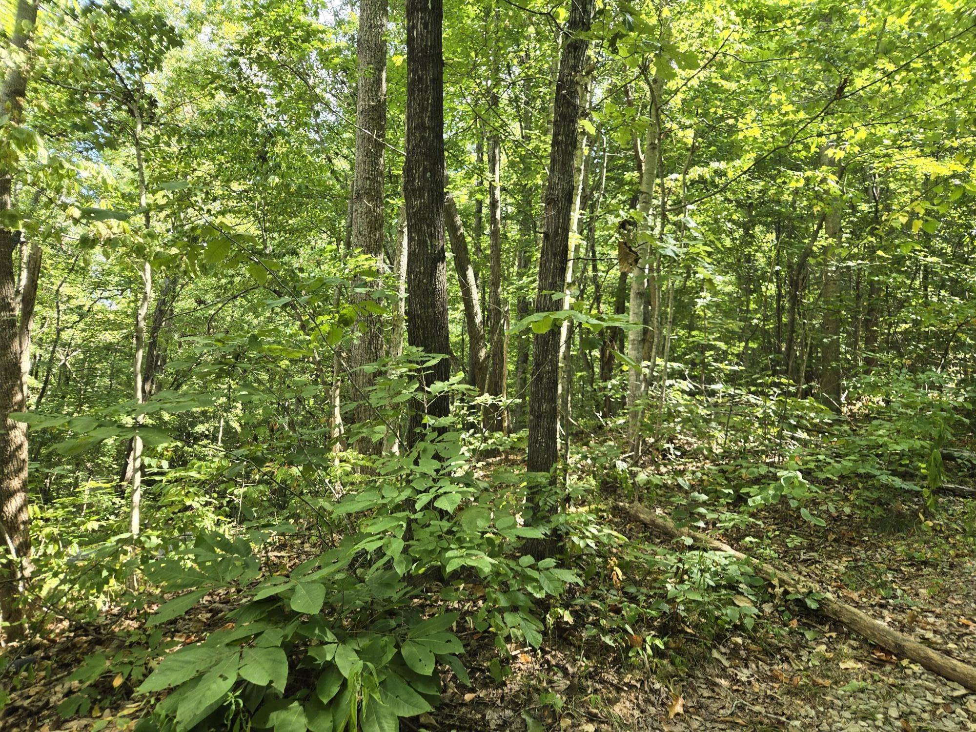 7.21 L L Swafford Road Pikeville, TN 37367 - Photo 3 of 5 20240919_112300