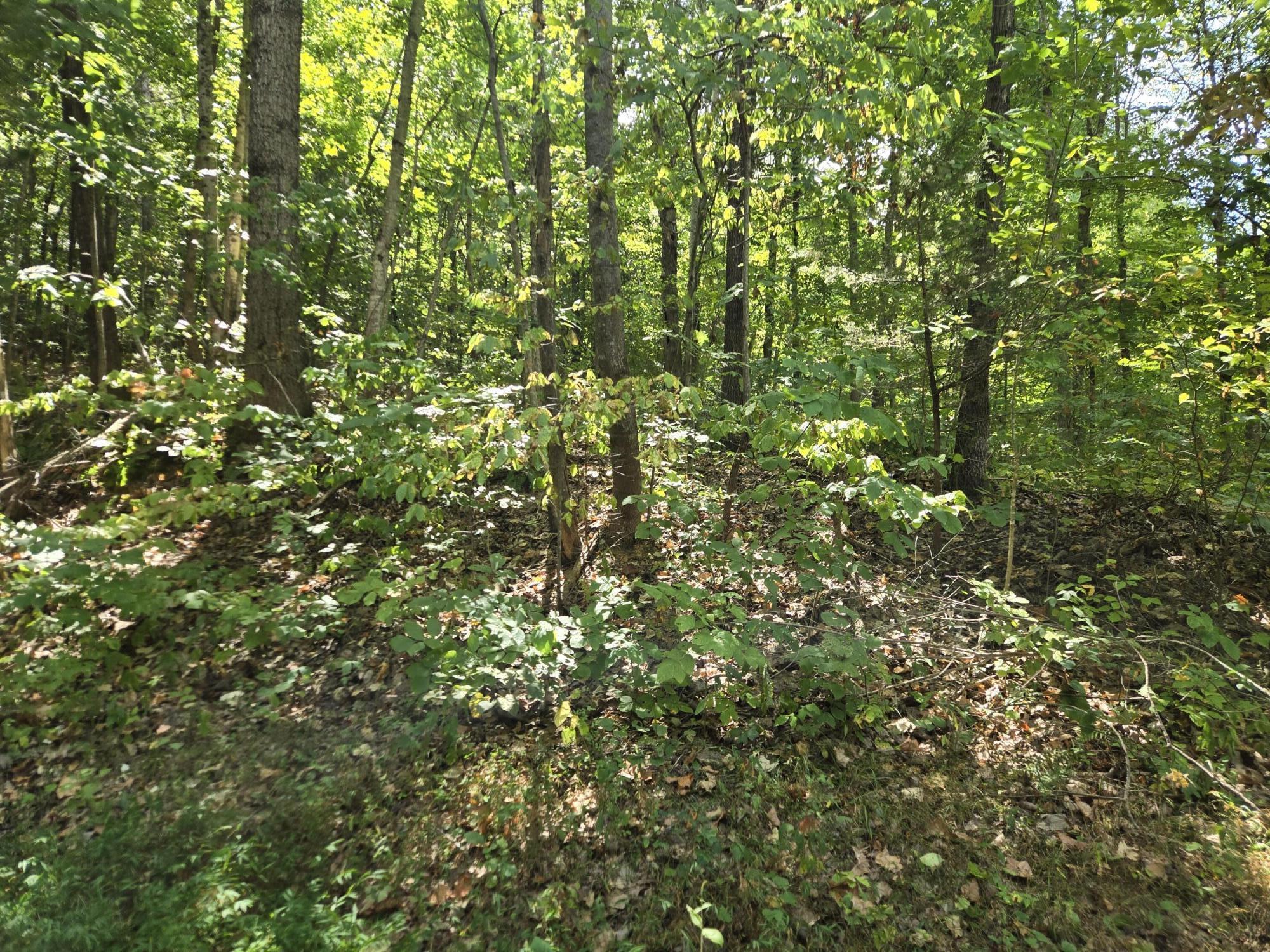 7.21 L L Swafford Road Pikeville, TN 37367 - Photo 4 of 5 20240919_112204