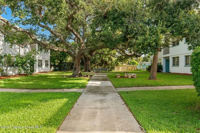 a park with large trees