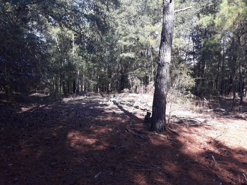5 Cricket Tree Road Salley, SC 29137 - Photo 7 of 8
