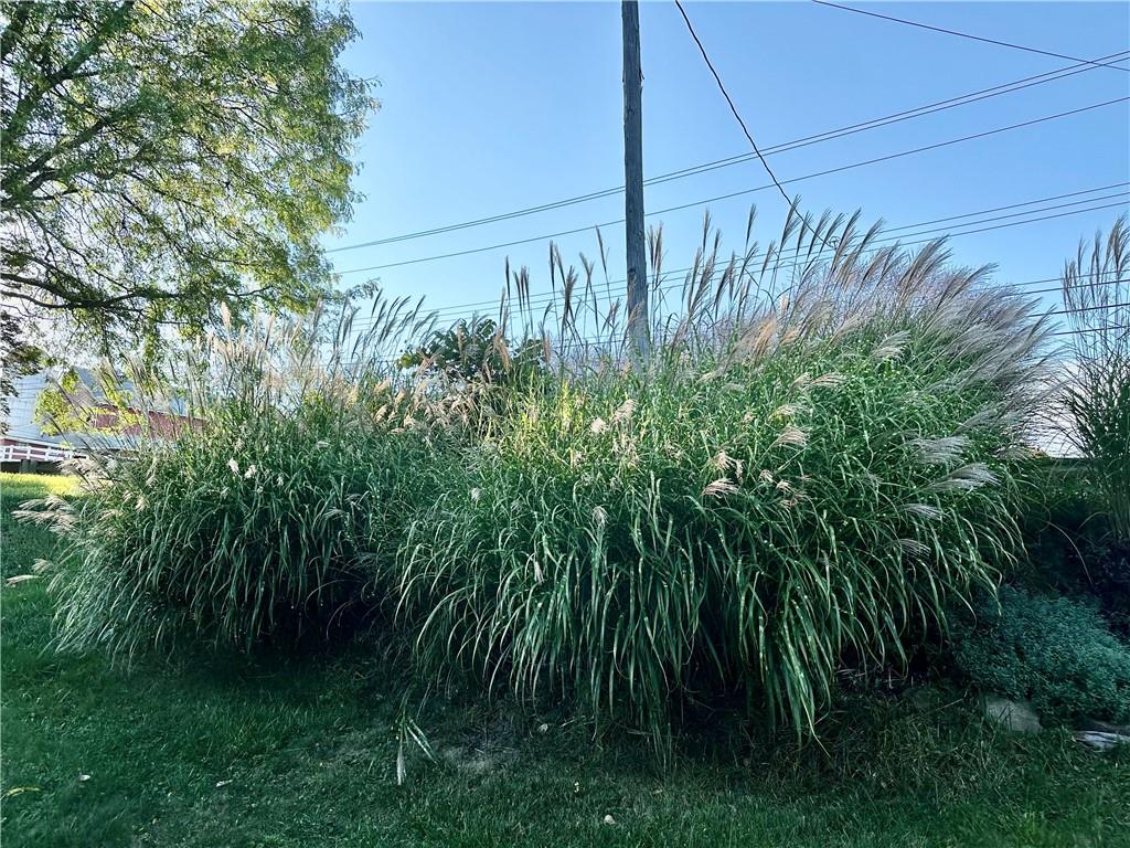 3110 Ridge Rd Extension Freedom, PA 15042 - Photo 29 of 33 Beautiful ornamental grasses on hillside