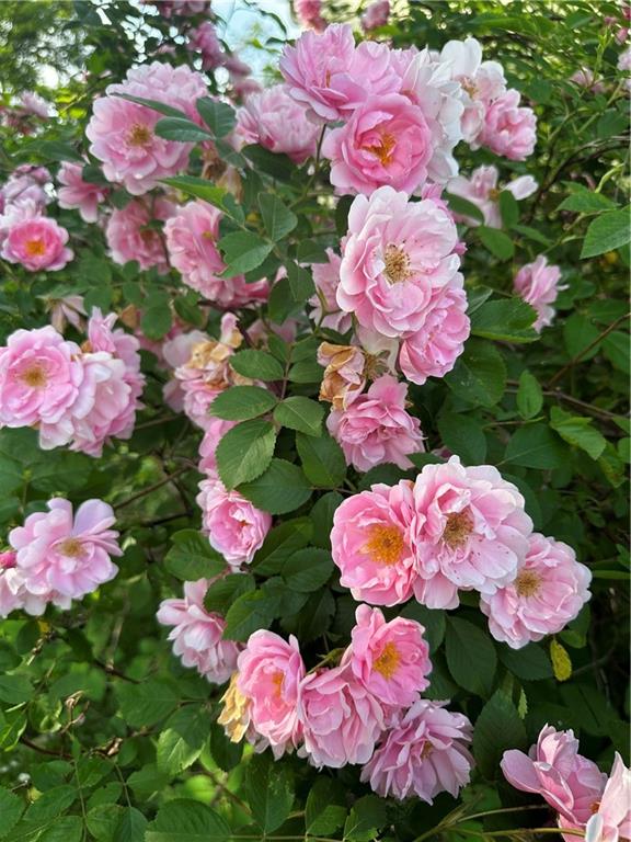 3110 Ridge Rd Extension Freedom, PA 15042 - Photo 32 of 33 Side yard has beautiful rose bushes.