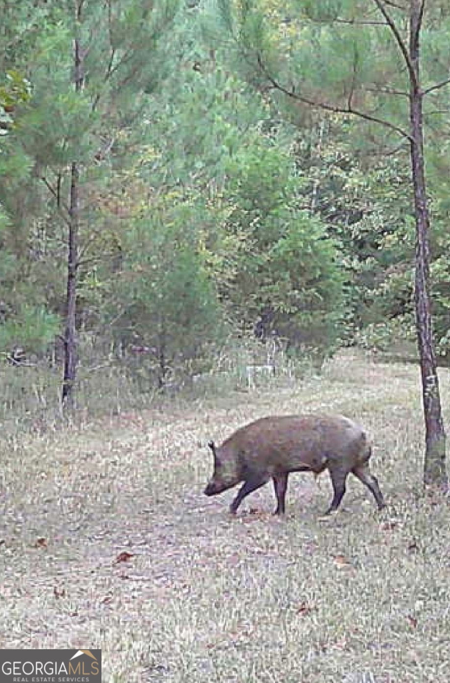 0 Delhi Road Tignall, GA 30668 - Photo 8 of 9 a backyard of a house with lots of green space and fog
