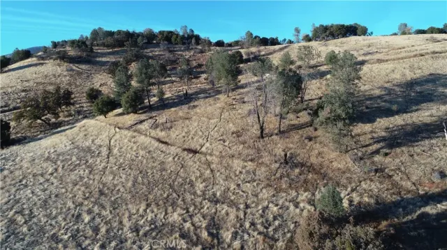 a view of a dry yard with trees