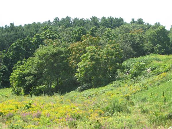 3 D Trail Ridge Way, Unit 8 Harvard, MA 01451 - Photo 24 of 30