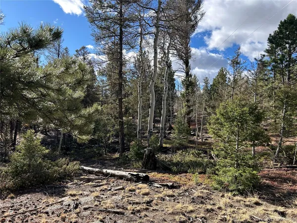 a view of a forest with trees