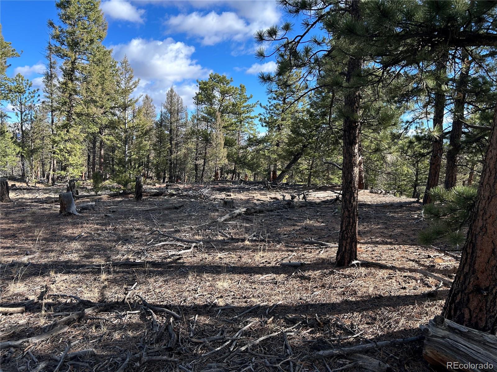 1581 Bellows Road Hartsel, CO 80449 - Photo 3 of 13