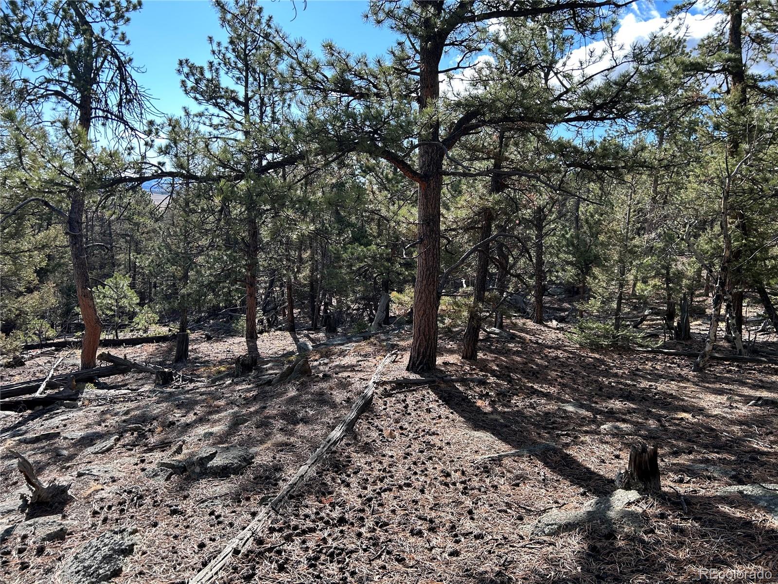 1581 Bellows Road Hartsel, CO 80449 - Photo 4 of 13