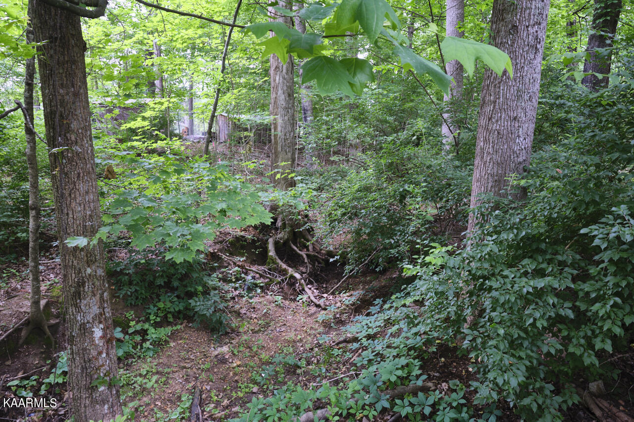 5408 Foxwood Road Knoxville, TN 37921 - Photo 41 of 44 Creek in Backyard