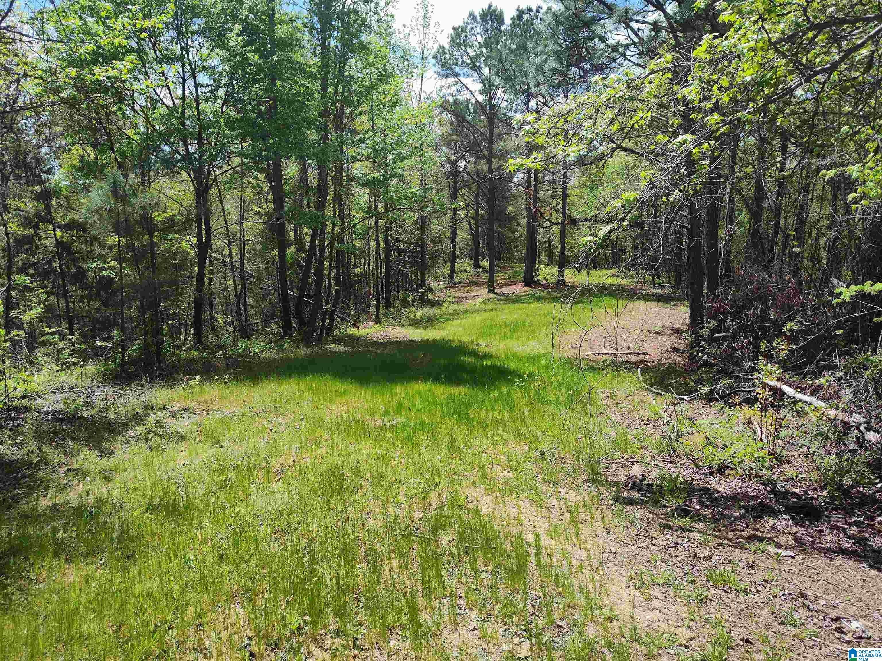 0 Little Tom Road Rockford, AL 35136 - Photo 3 of 8