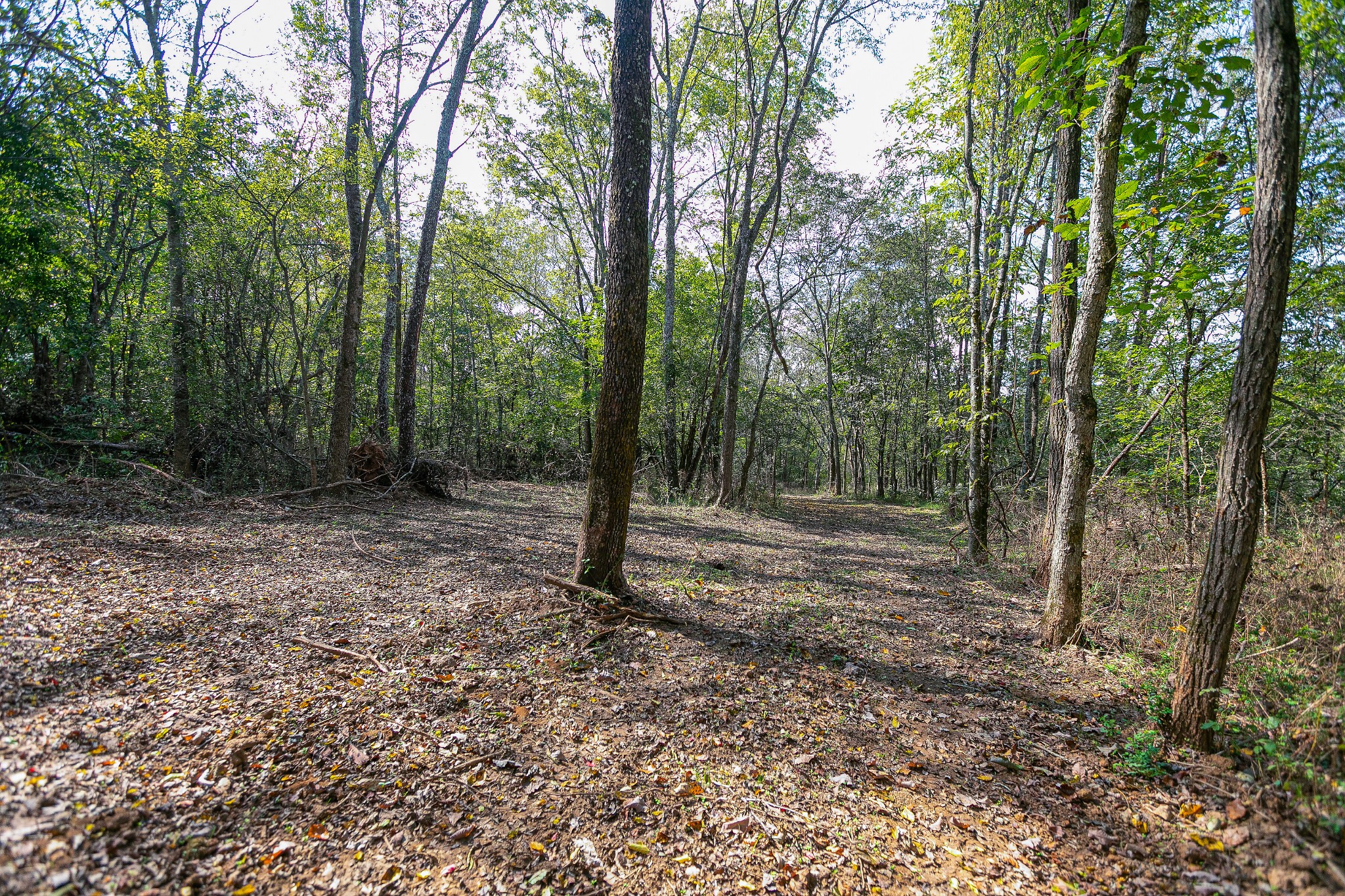 0 Dry Creek Road Mount Pleasant, TN 38474 - Photo 11 of 25 Gallery Image 11