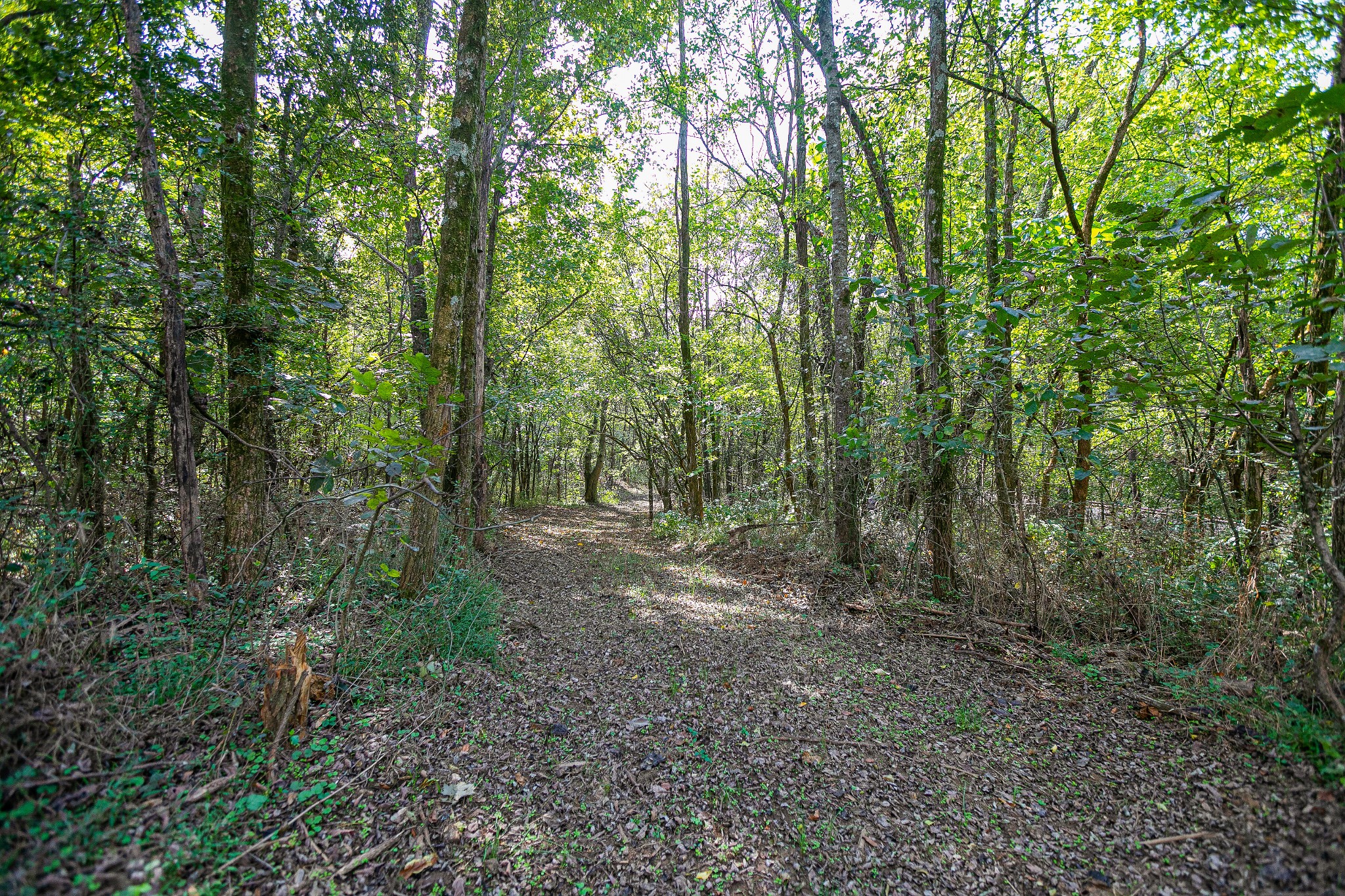 0 Dry Creek Road Mount Pleasant, TN 38474 - Photo 13 of 25 Gallery Image 13