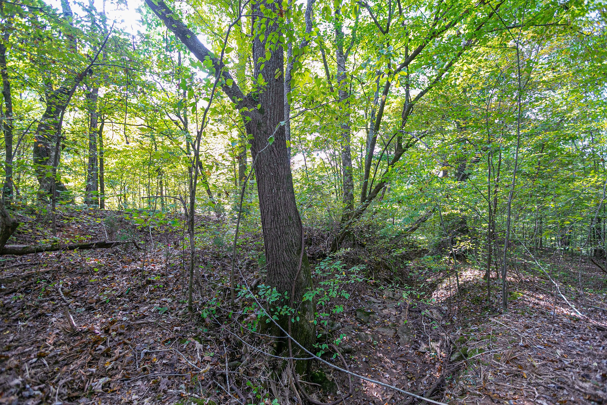 0 Dry Creek Road Mount Pleasant, TN 38474 - Photo 19 of 25 Gallery Image 19