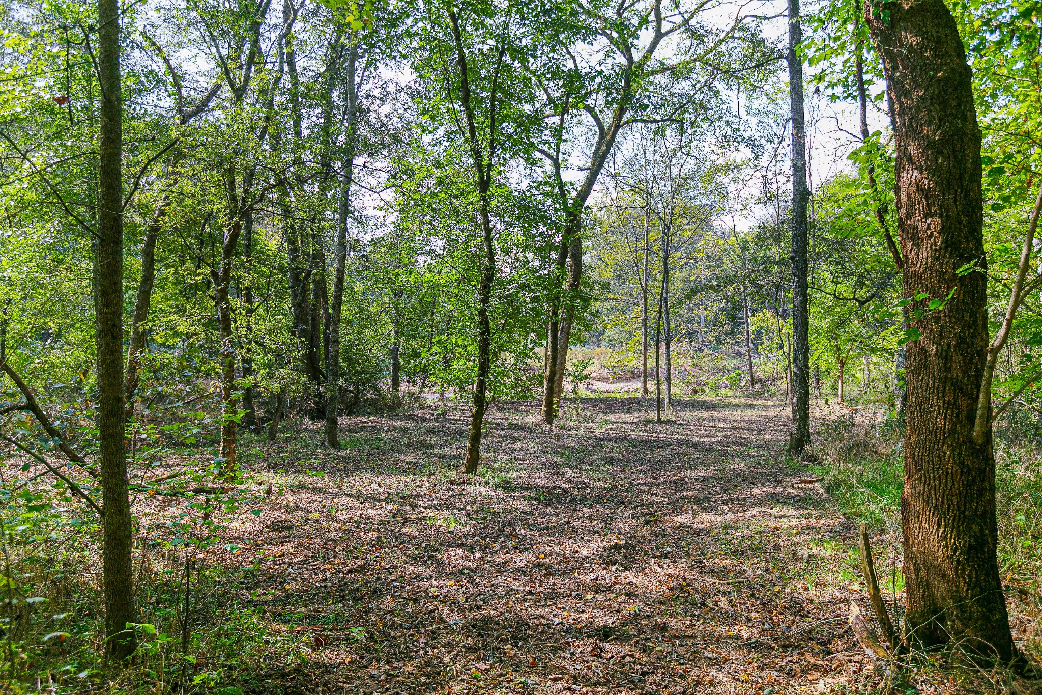 0 Dry Creek Road Mount Pleasant, TN 38474 - Photo 21 of 25 Gallery Image 21