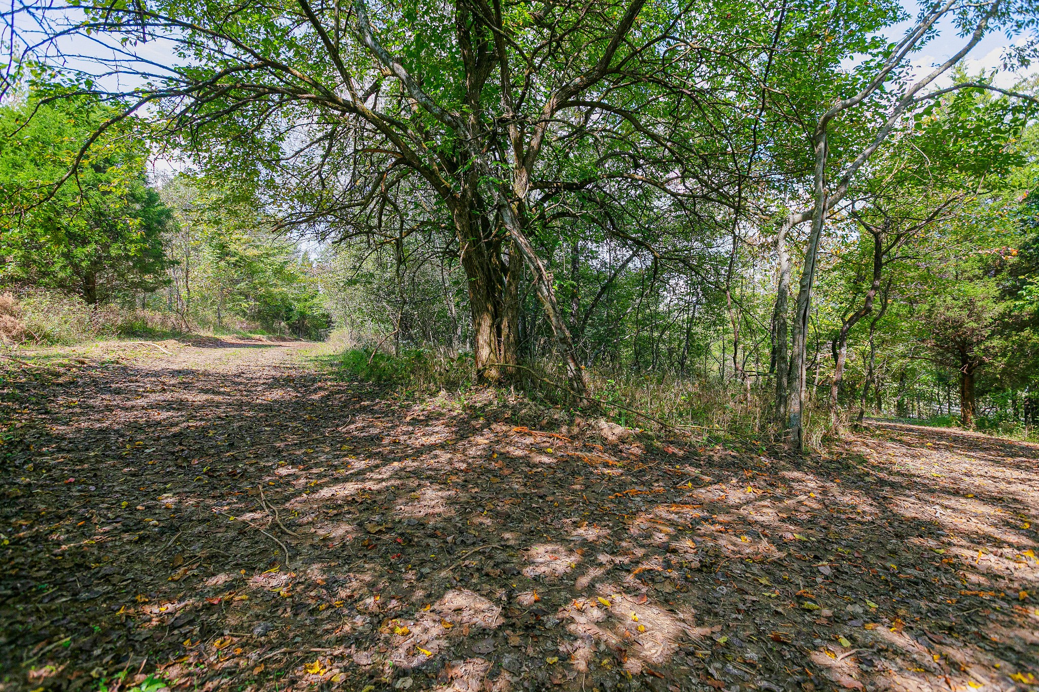 0 Dry Creek Road Mount Pleasant, TN 38474 - Photo 5 of 25 Gallery Image 5