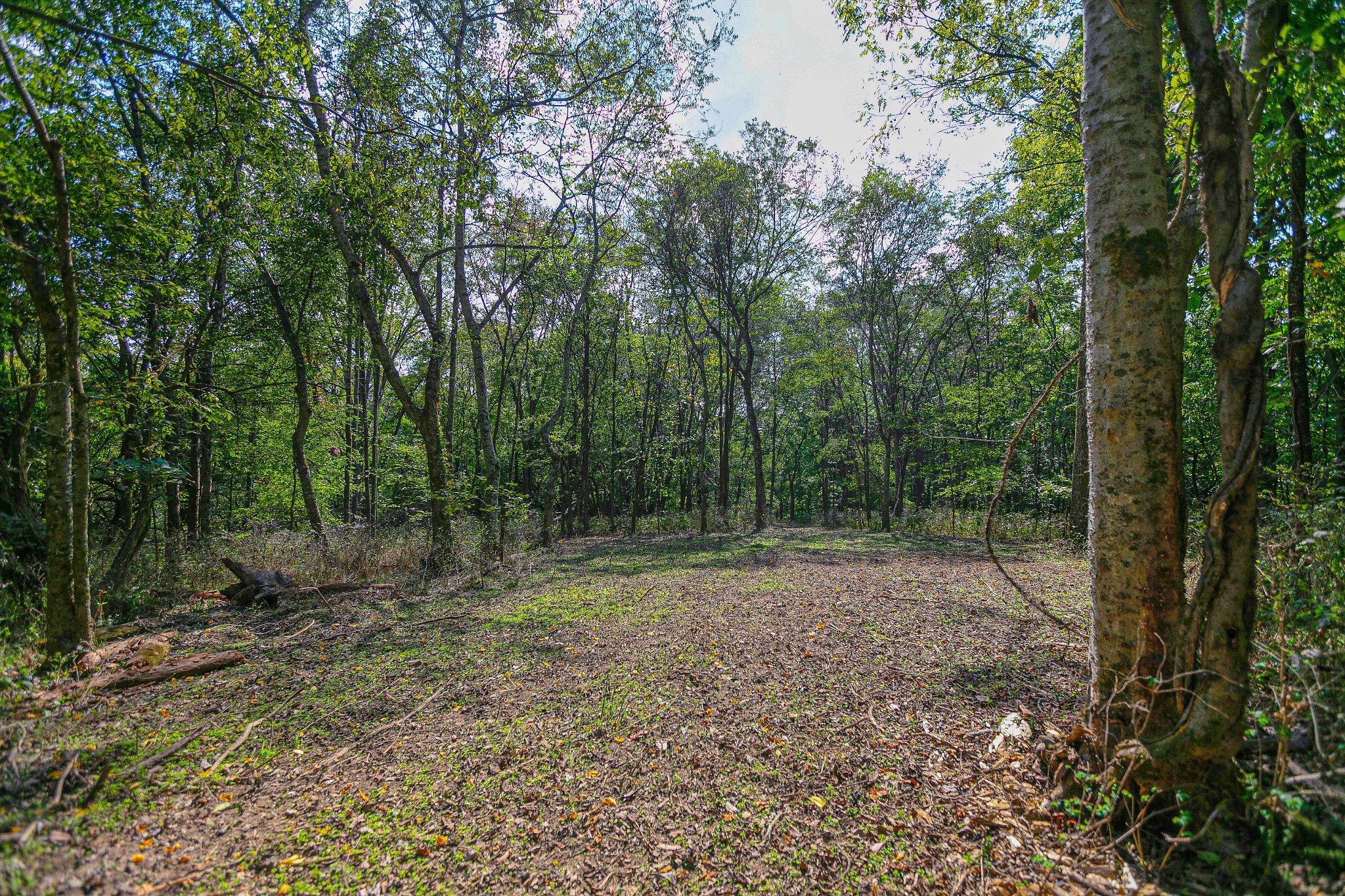0 Dry Creek Road Mount Pleasant, TN 38474 - Photo 8 of 25 Gallery Image 8