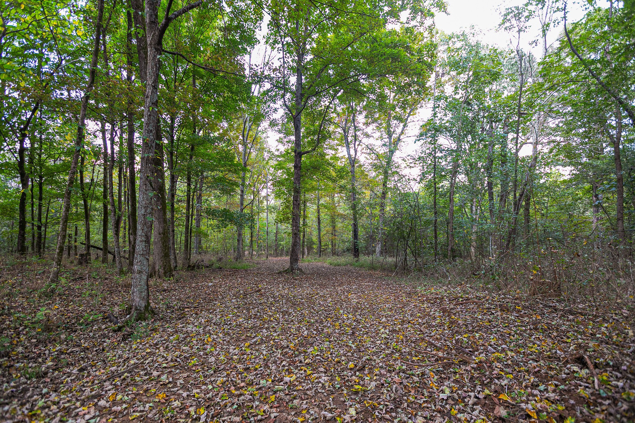0 Dry Creek Road Mount Pleasant, TN 38474 - Photo 10 of 25 Gallery Image 10