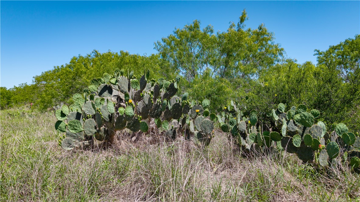 Tr 4 Fm 735 Alice, TX 78332 - Photo 15 of 39 a view of a plant in a garden