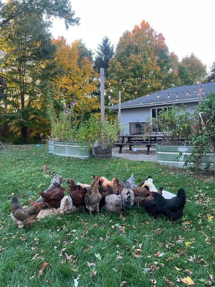 W8139 County Rd A Richmond, WI 53115 - Photo 43 of 47 Chickens