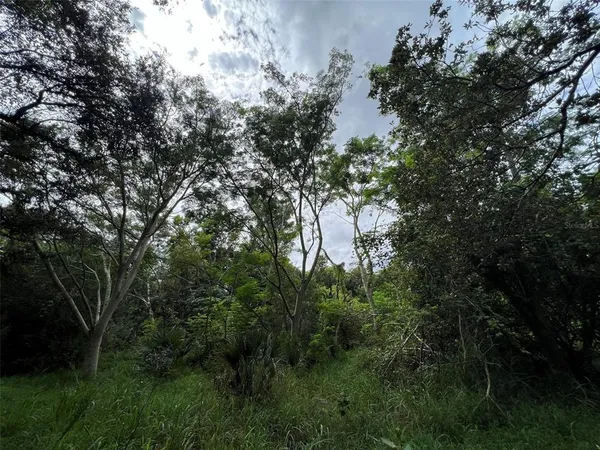 a view of a forest with a tree