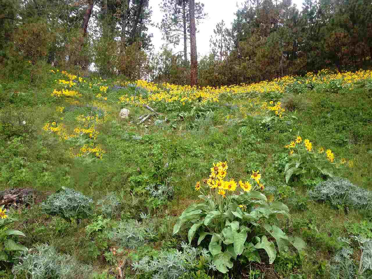 14506 Cheney Spokane Road Cheney, WA 99004 - Photo 20 of 20